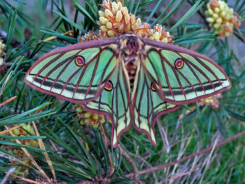 Actias isabellae Graellsia Bombyx Isabelle Papillon vitrail