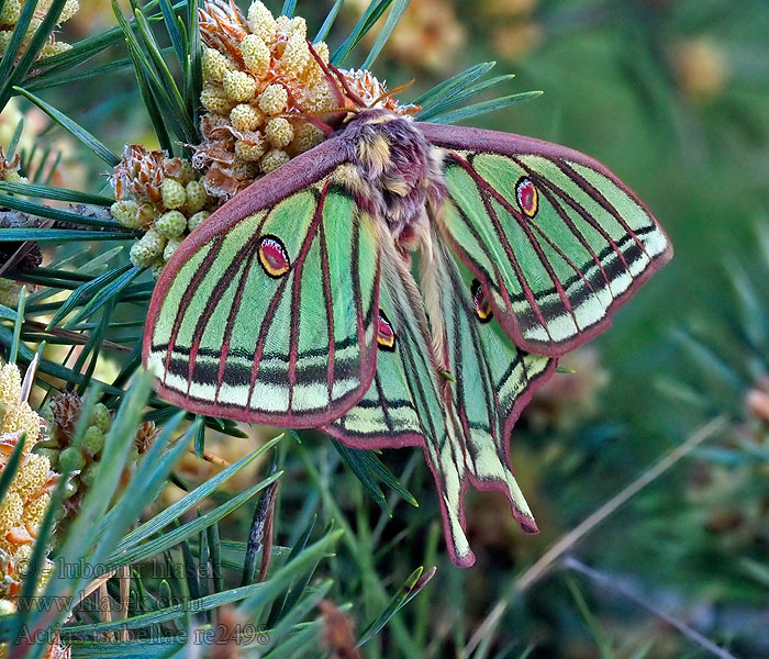 Actias isabellae Graellsia Грельсиа изабелловая