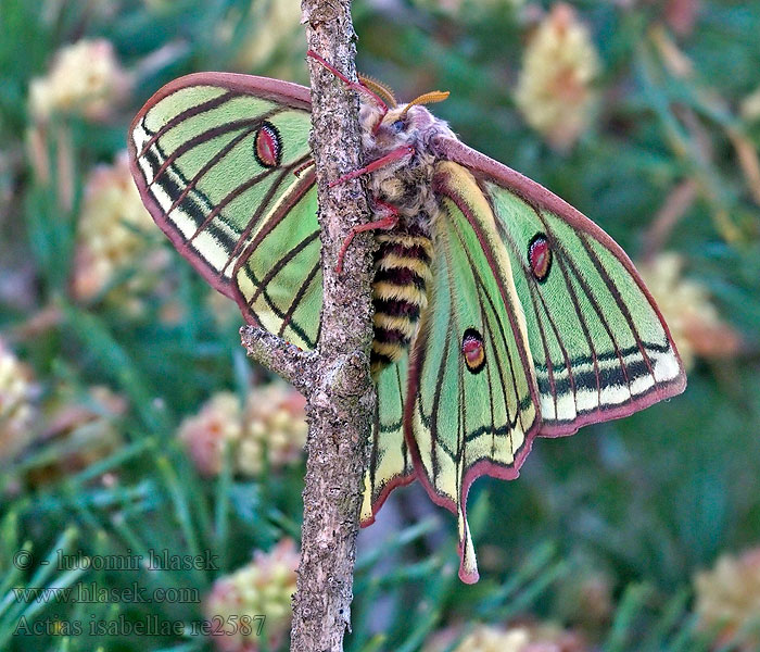 Actias isabellae Graellsia Spanyol pávaszem Espanjankuukehrääjä