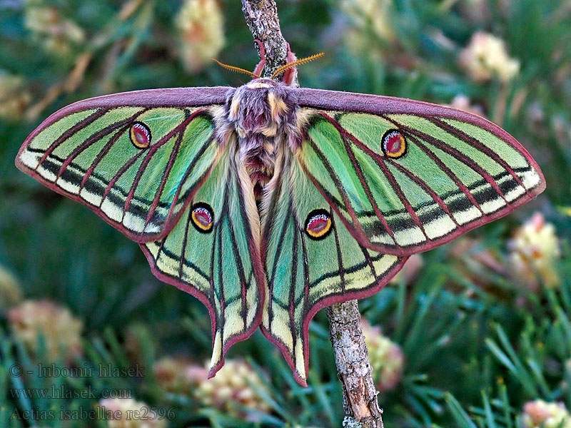 Actias isabellae Graellsia Spansk månespinner Isabela Graèlsia