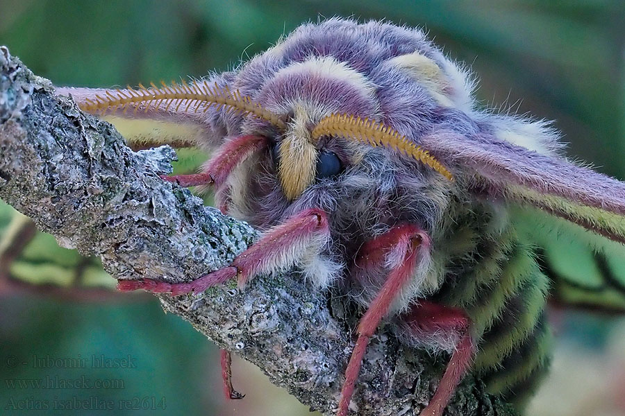 Actias isabellae Graellsia