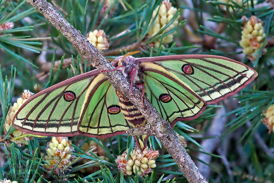 Actias isabellae Graellsia Papillon vitrail Isabela Graèlsia