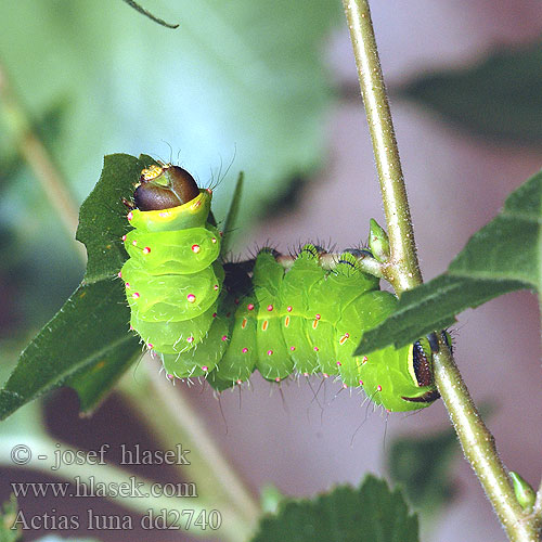 Actias luna