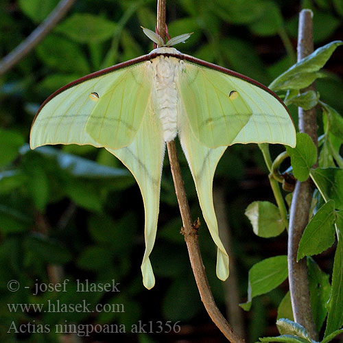 Actias ningpoana 绿尾天蚕蛾