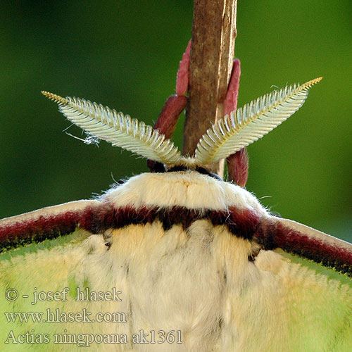 Actias ningpoana 绿尾天蚕蛾