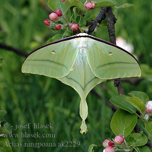 Actias ningpoana 绿尾天蚕蛾