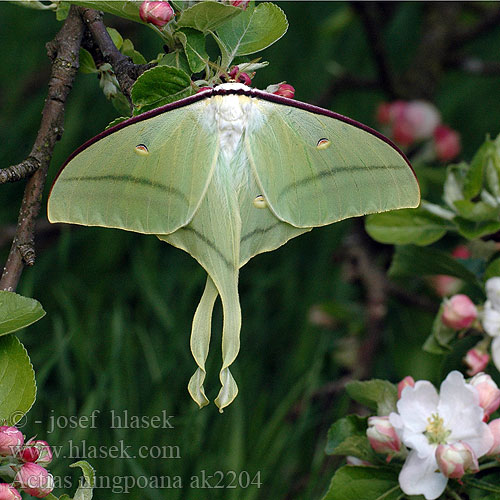 Actias ningpoana 绿尾天蚕蛾