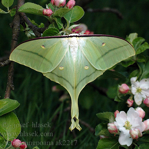 绿尾天蚕蛾 Actias ningpoana