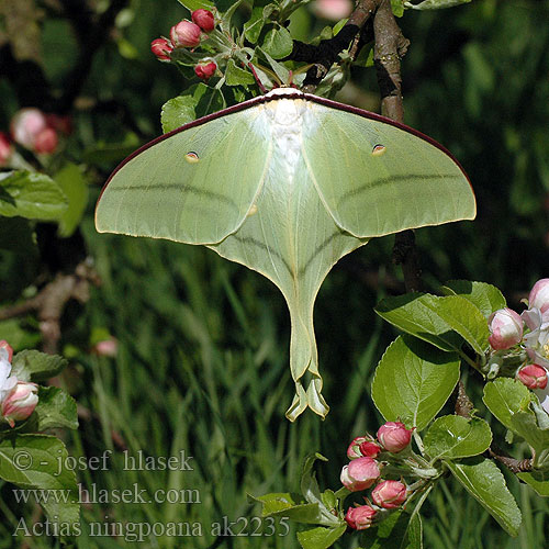 绿尾天蚕蛾 Actias ningpoana