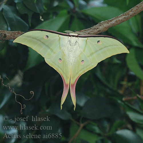 Actias selene