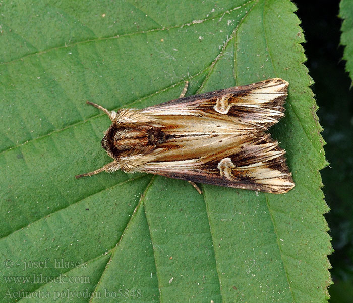 Hammaskuismayökkönen Camomiliere Tannet perikumfly