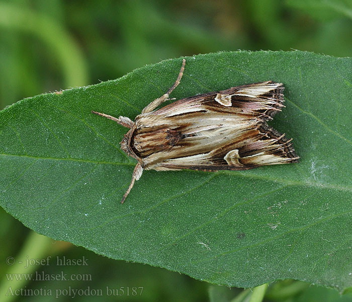 Purple Cloud Actinotia polyodon