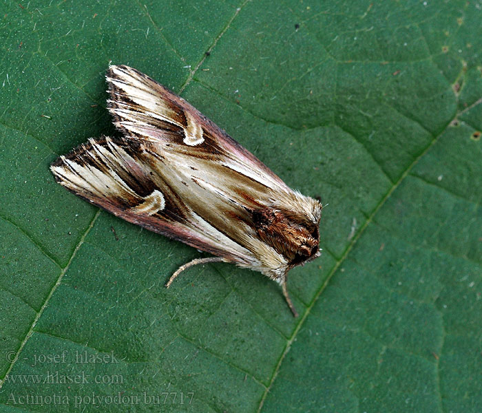 Gevlamde uil Actinotia polyodon