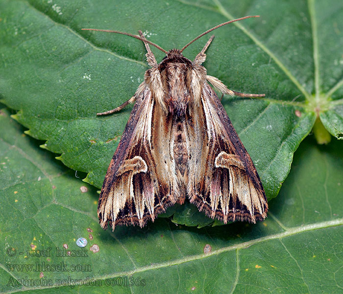 Purple Cloud Actinotia polyodon