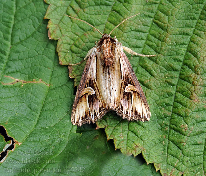 Actinotia polyodon Purple Cloud