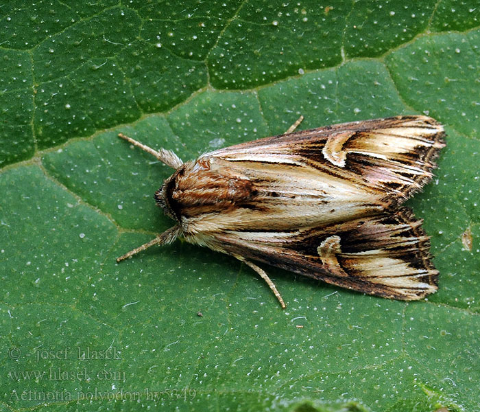 Actinotia polyodon Gevlamde uil