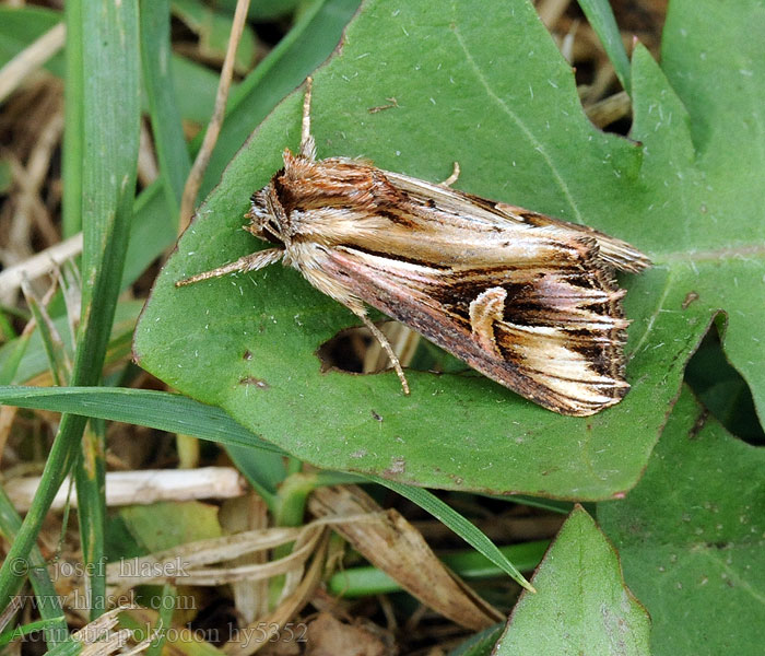 Actinotia polyodon Johanniskrauteule