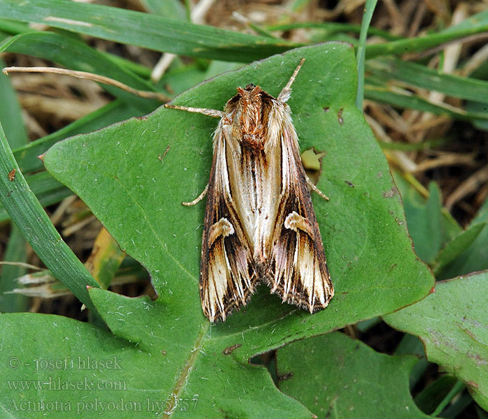 Actinotia polyodon Hammaskuismayökkönen