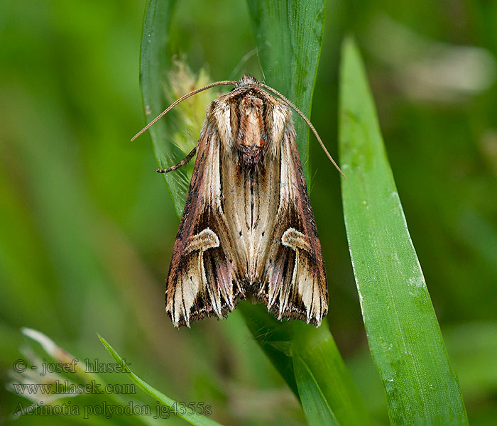 Actinotia polyodon