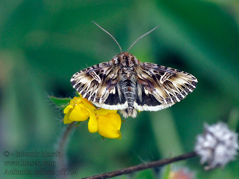 Actinotia radiosa