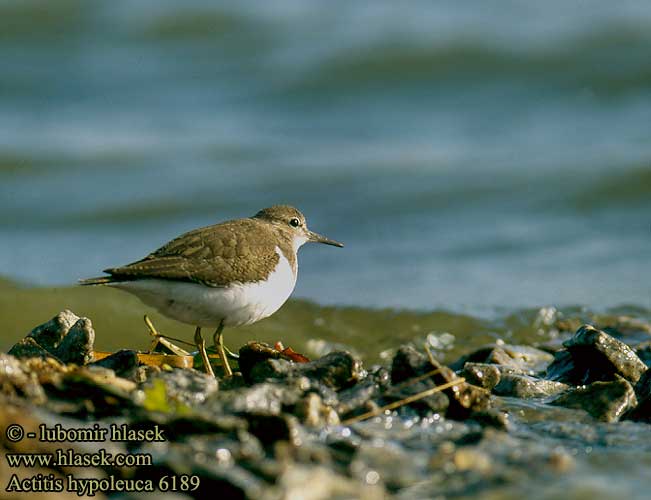 Actitis hypoleucos Common Sandpiper Flussuferläufer