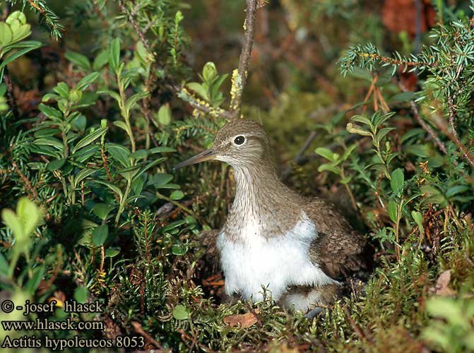 Mudderklire Oeverloper Rantasipi Strandsnipe Drillsnäppa