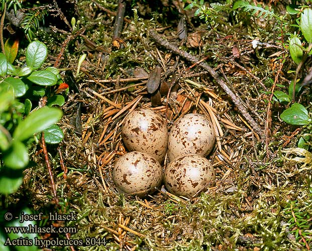 birds eggs nest Actitis hypoleucos 矶鹬 Перевозчик イソシギ