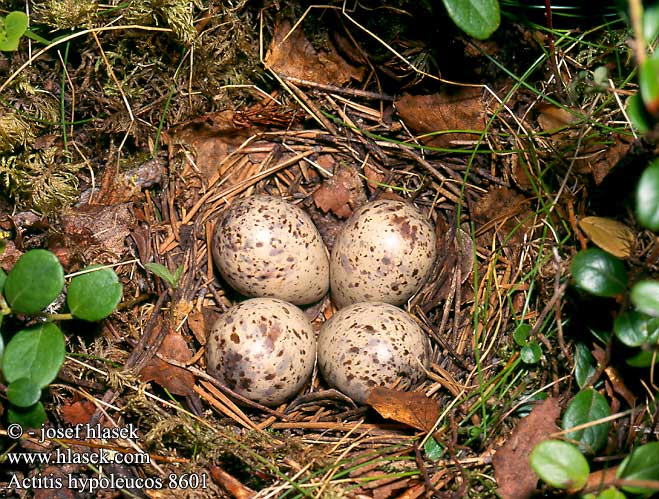 birds eggs nest Actitis hypoleucos Pisík obecný Common Sandpiper