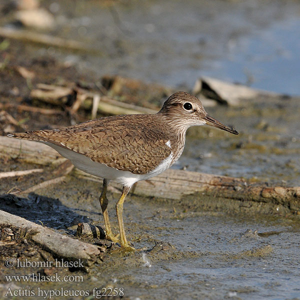 Actitis hypoleucos fg2258