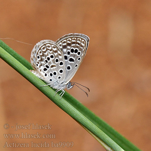 Actizera lucida Rayed Blue