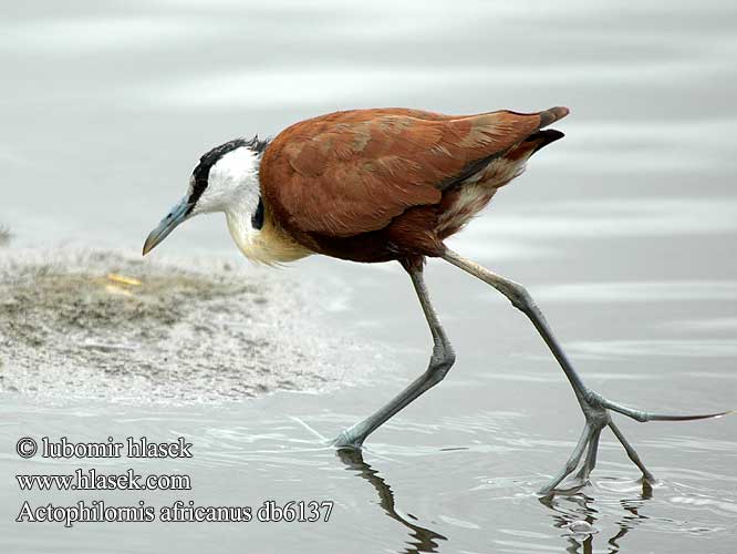 Actophilornis africanus africana African Jacana