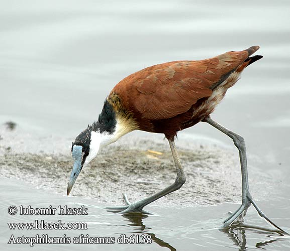 Afrikansk Bladhøne Afrikanjassana Jacana africain poitrine