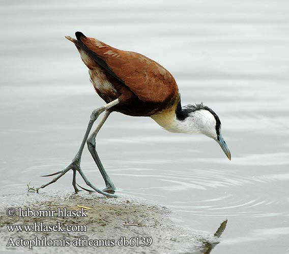 Jacana africain poitrine dorée Jacana africana