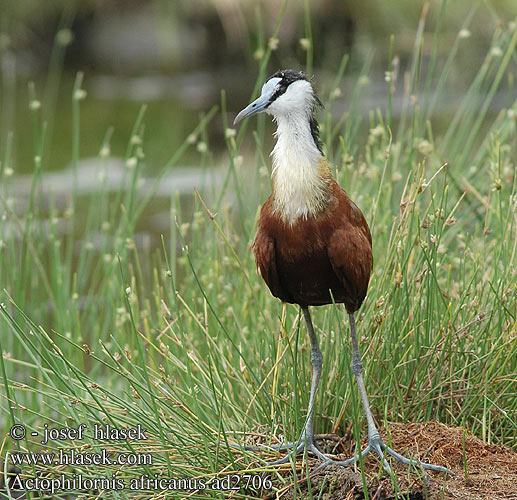 Actophilornis africanus ad2706