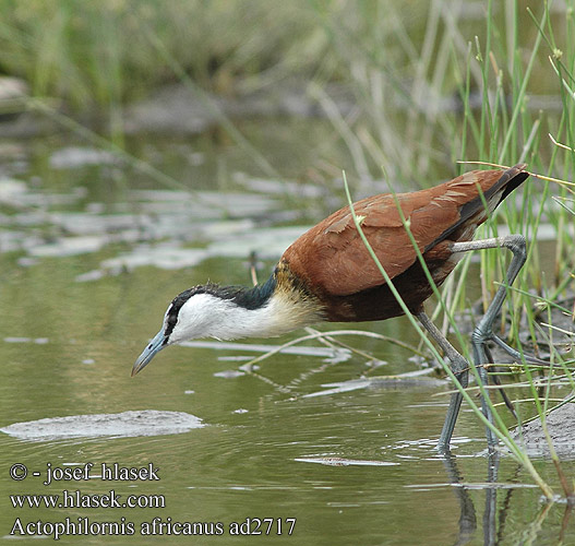 Ostnák africký Afrikansk jacana Grootlangtoon