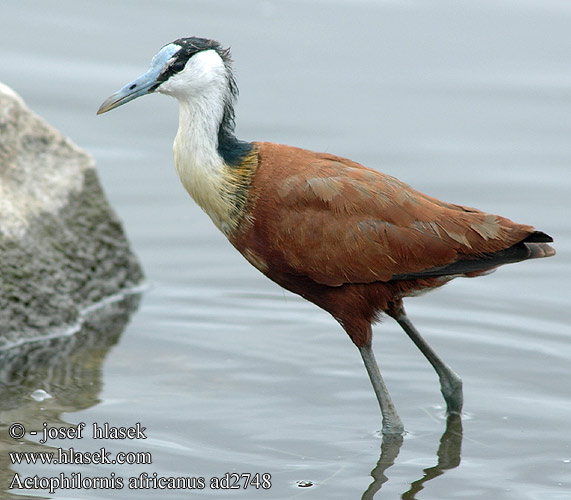 Actophilornis africana africanus African Jacana