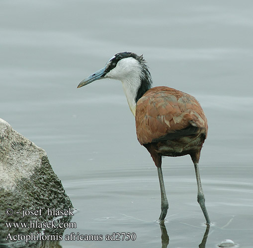 African Jacana Afrikansk Bladhøne Afrikanjassana