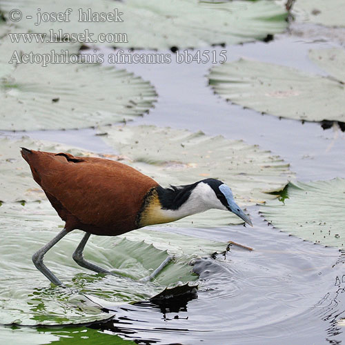 Afrikansk Bladhøne Afrikanjassana Jacana africain poitrine