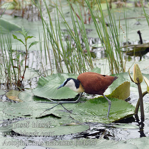 Afrikanjassana Jacana africain poitrine dorée Jacana africana