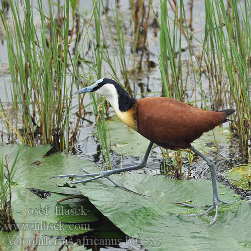 Jacana africana Blaustirn-Blatthühnchen Dlugoszpon afrykanski