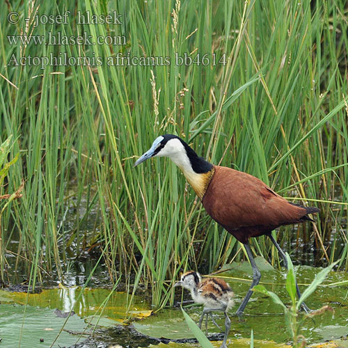 Actophilornis africanus bb4614