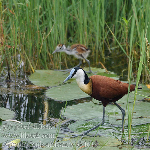 Dlugoszpon afrykanski Ostnák africký Afrikansk jacana