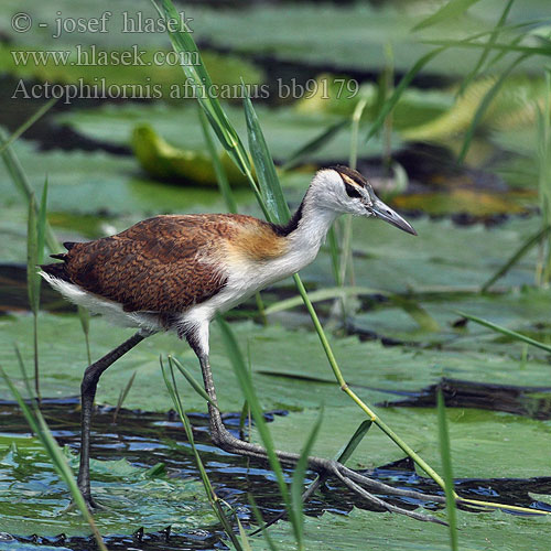 Actophilornis africanus bb9179