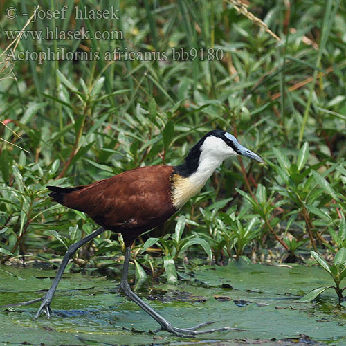 Afrikansk jacana Grootlangtoon アフリカレンカク