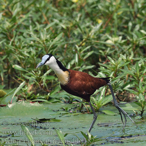 Actophilornis africanus bb9182