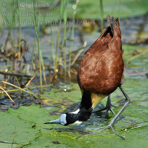 Actophilornis africanus bb9193