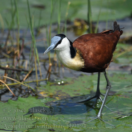 Actophilornis africanus bb9194