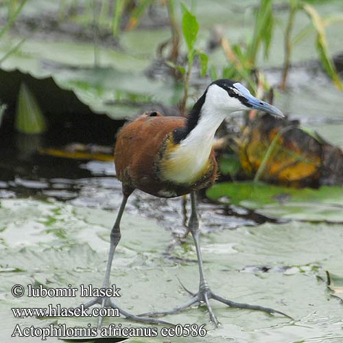 Jakana modročelá Afrikabladhøne Actophilornis africana