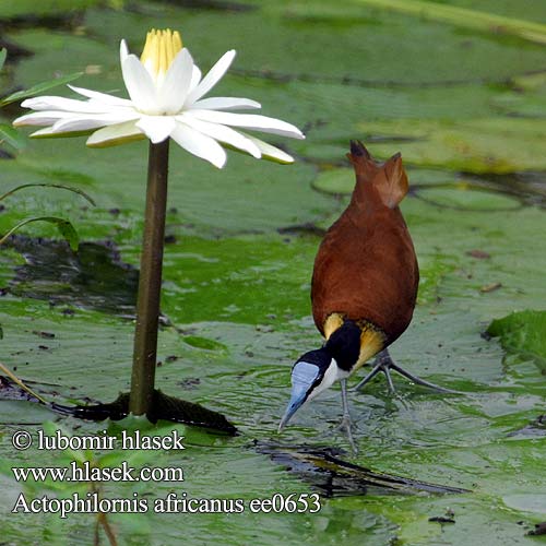 Afrikabladhøne Actophilornis africana africanus African Jacana