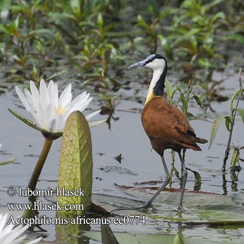 Actophilornis africana africanus African Jacana Afrikansk